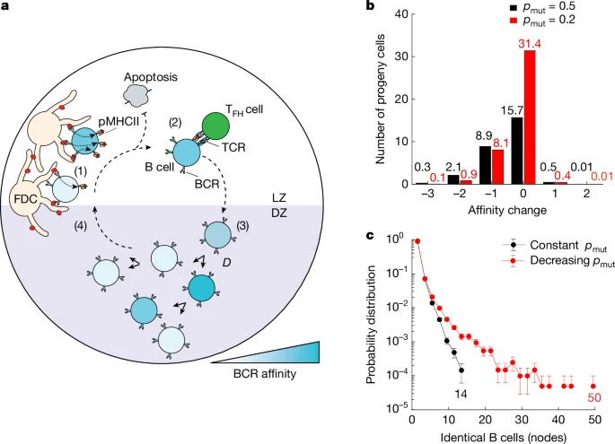 基于主體的GC反應模型 基于主體的GC反應模型