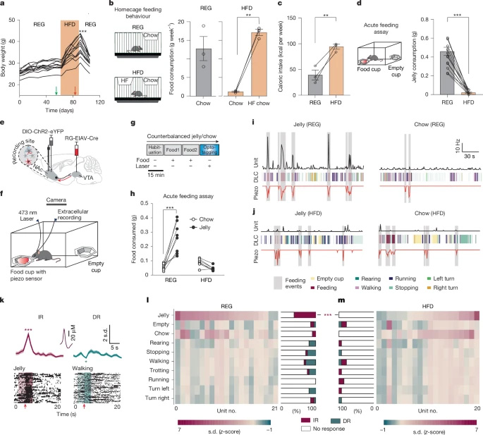 慢性HFD促進享樂喂養期間NAcLat→VTA活性的解偶聯 慢性HFD促進享樂喂養期間NAcLat→VTA活性的解偶聯