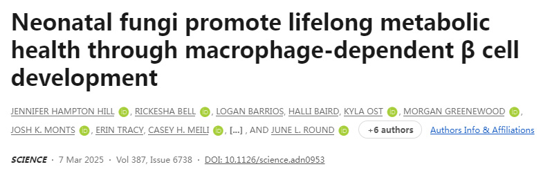 真菌促進新生兒β細胞發育與代謝健康