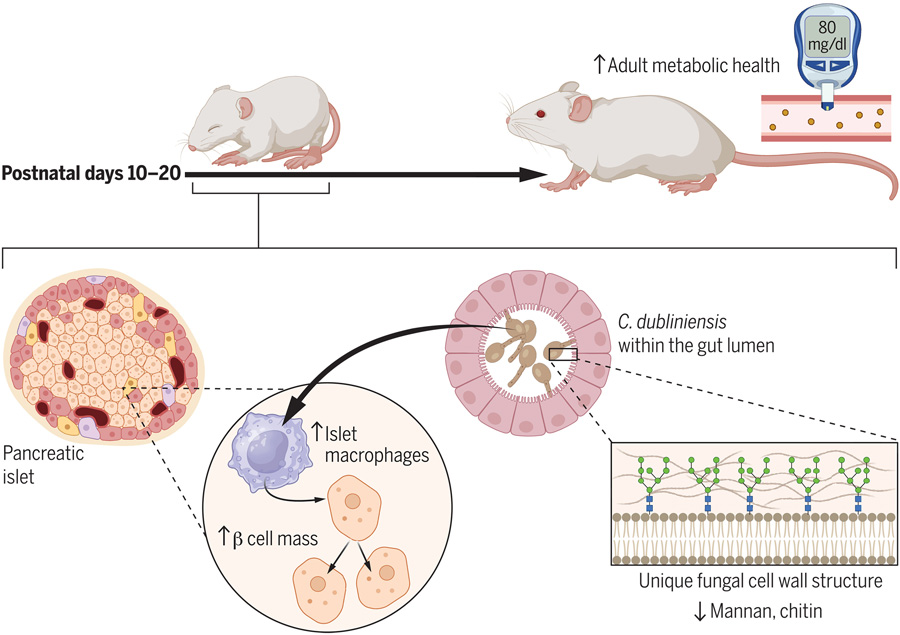都柏林念珠菌定植促進出生后胰腺發育