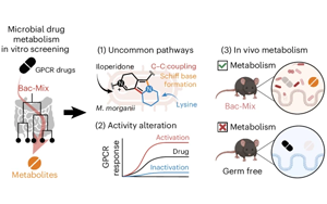Nature子刊：一些腸道細菌可能會降低某些藥物的效果！