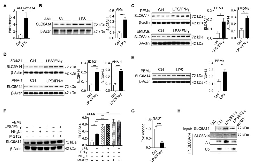 NAD+介導的乙酰化促進SLC6A14的表達