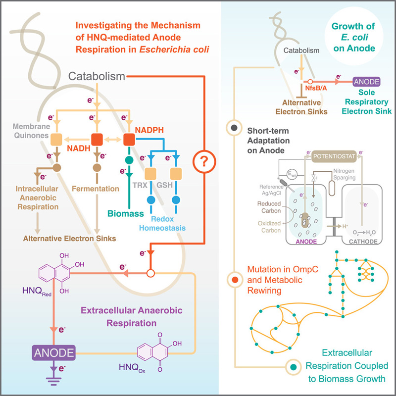 HNQ介導的大腸桿菌陽極呼吸機制的研究