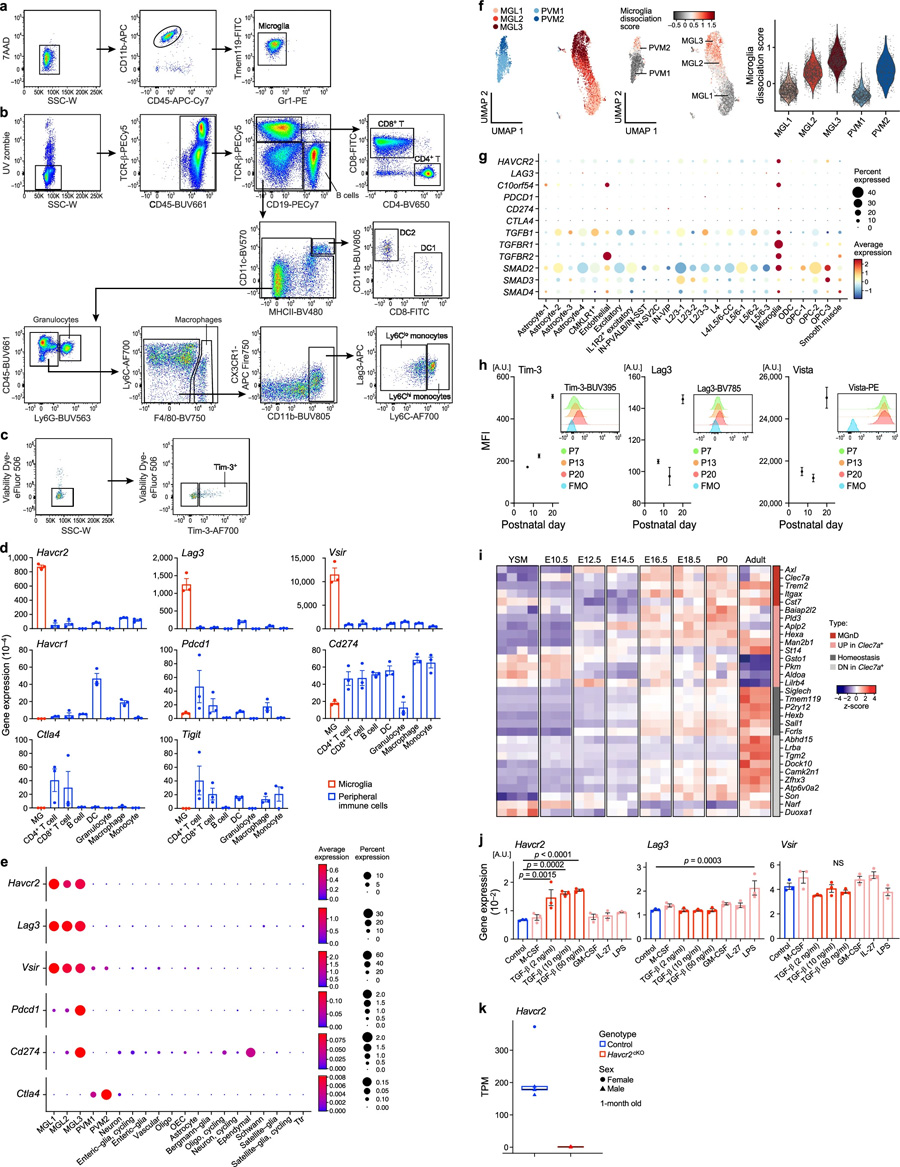 Havcr2在小膠質細胞中高度表達，并由TGFβ誘導