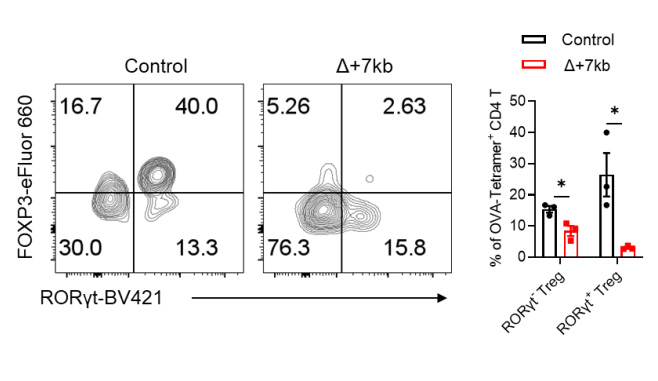 OVA處理的對照組和Δ+7kb小鼠的SILP中內源性OVA特異性pTreg