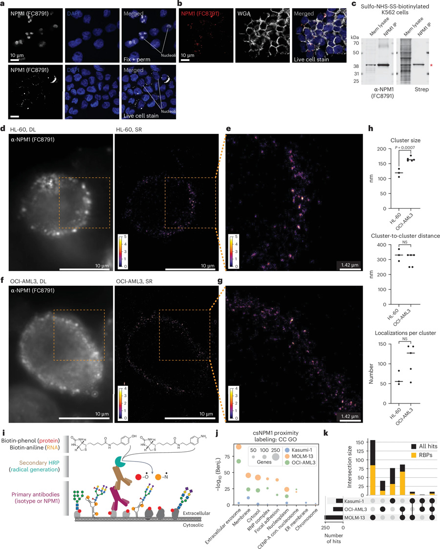全長NPM1與其他RNA結合蛋白在細胞表面形成納米簇 全長NPM1與其他RNA結合蛋白在細胞表面形成納米簇