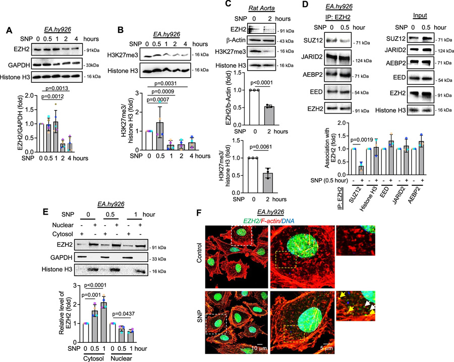 一氧化氮通過誘導SUZ12解離,引發EZH2蛋白的胞質定位與降解,并伴隨H3K27me3水平的早期下降 一氧化氮通過誘導SUZ12解離,引發EZH2蛋白的胞質定位與降解,并伴隨H3K27me3水平的早期下降