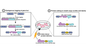活細胞內蛋白質編輯：內源性蛋白非經典殘基整合新途徑