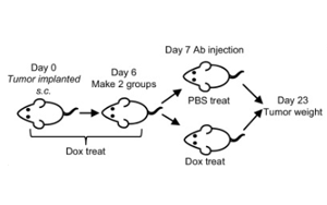 與腎癌免疫治療抵抗相關的蛋白質