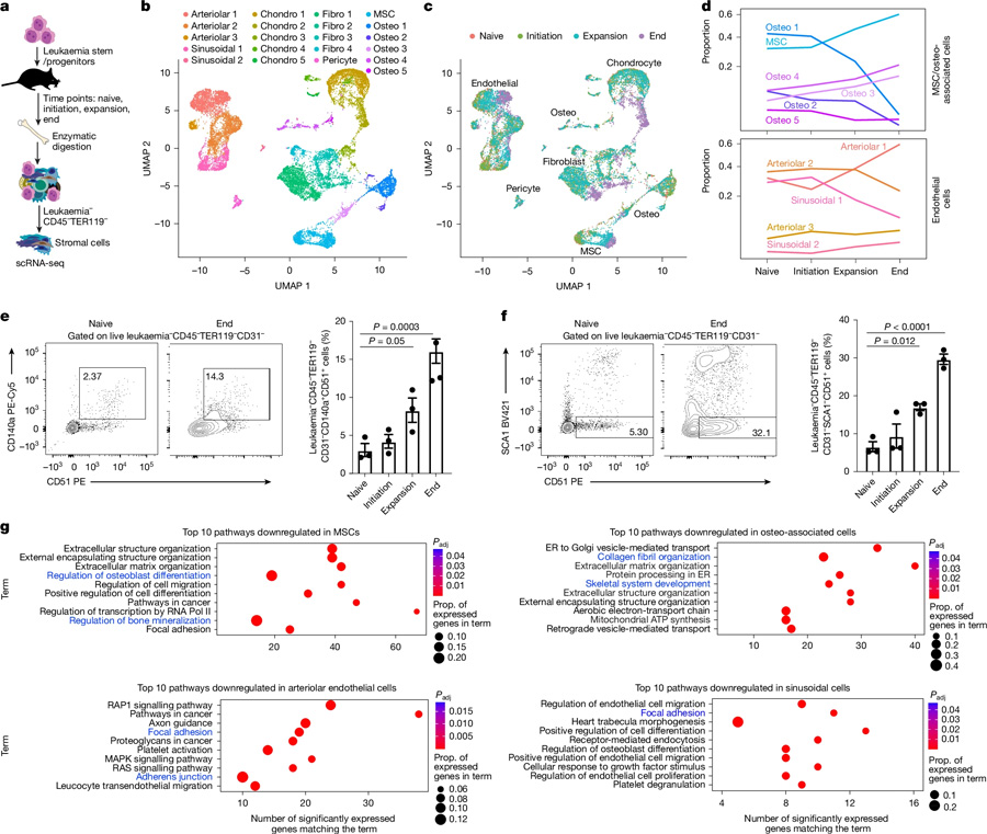  髓系白血病骨髓微環(huán)境的時序單細胞轉錄組分析