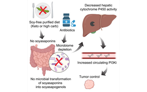 Cell：生酮飲食會影響抗癌藥物活性？最新研究指出腸道微生物組-膳食的相關癌癥影響