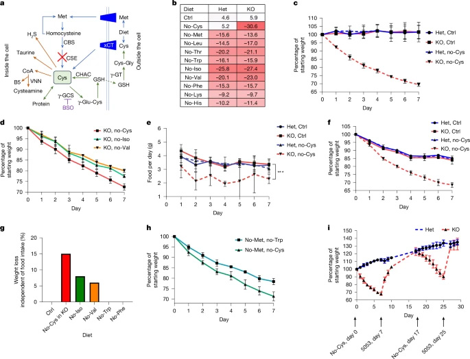 半胱氨酸缺乏驅動快速減重 半胱氨酸缺乏驅動快速減重