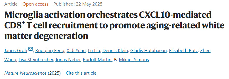  小膠質細胞激活調控CXCL10介導的CD8+ T細胞募集，促進衰老相關白質變性