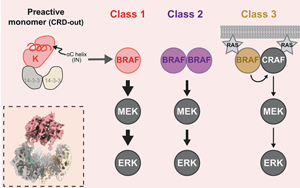 BRAF致癌突變通過αC螺旋位移解除自抑制的共通機制解析