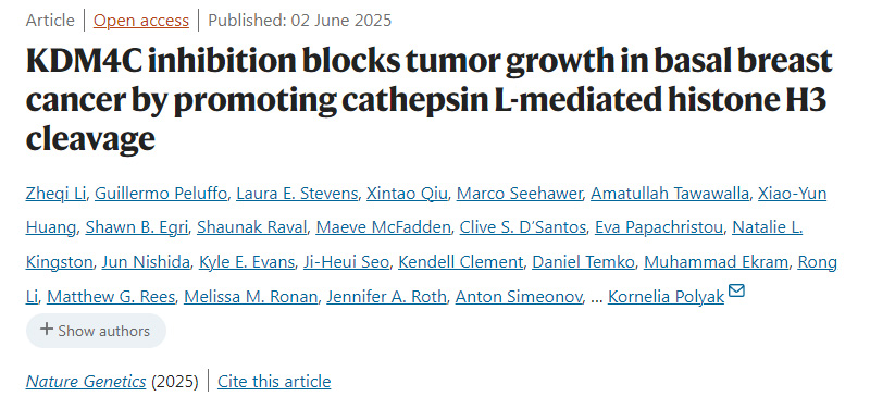 抑制 KDM4C 可通過促進組織蛋白酶 L 介導的組蛋白 H3 剪切來阻斷基底型乳腺癌的腫瘤生長。