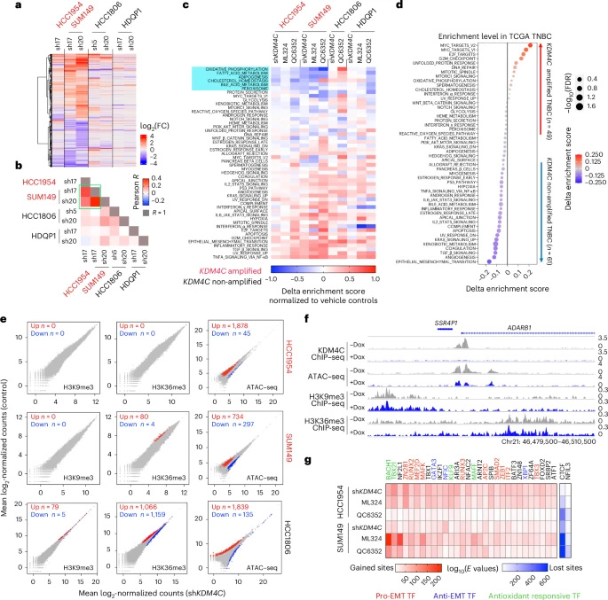 KDM4C抑制所致的轉(zhuǎn)錄組和染色質(zhì)重塑 KDM4C抑制所致的轉(zhuǎn)錄組和染色質(zhì)重塑