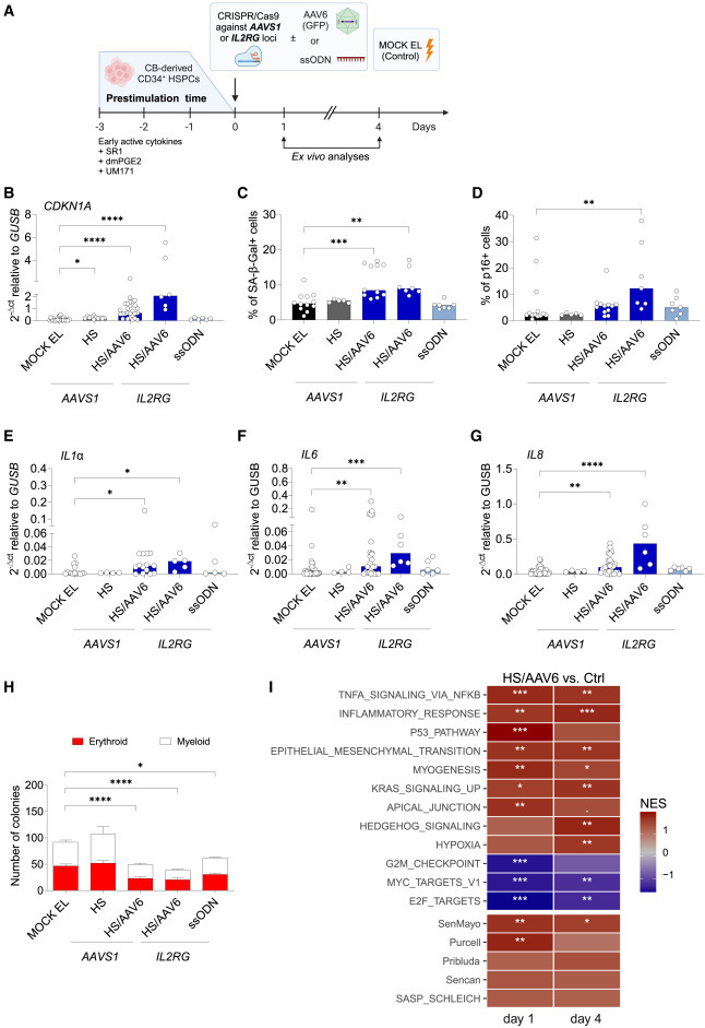 CRISPR-Cas9/AAV6介導的人類造血干細胞和祖細胞(HSPCs)基因編輯會觸發細胞衰老與炎癥反應通路激活 CRISPR-Cas9/AAV6介導的人類造血干細胞和祖細胞(HSPCs)基因編輯會觸發細胞衰老與炎癥反應通路激活