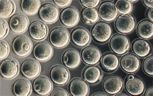 驅動重組蛋白、疫苗與CGT生產的無血清/低血清培養基