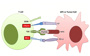 Nature Medicine：首次發現線粒體突變與免疫治療耐藥性相關