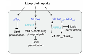 硫酸化糖胺聚糖介導的脂蛋白攝取：腫瘤抵抗鐵死亡的關鍵機制