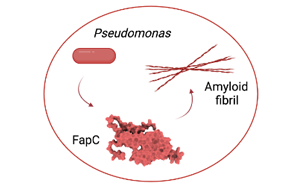 減緩阿爾茨海默病進展，幽門桿菌有妙招