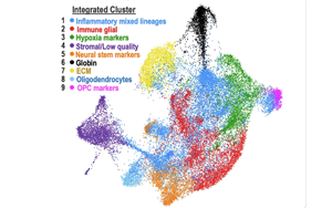 Nature子刊：ecDNA助力膠質(zhì)瘤細(xì)胞適應(yīng)微環(huán)境