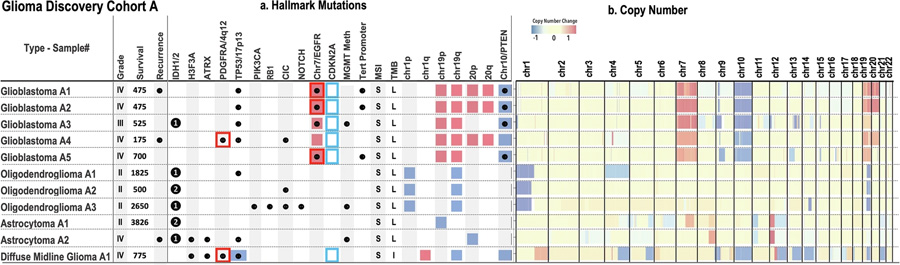  膠質瘤發(fā)現(xiàn)隊列 A 體細胞突變概覽