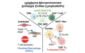 單細(xì)胞多組學(xué)解析大B細(xì)胞淋巴瘤微環(huán)境原型及其臨床關(guān)聯(lián)性