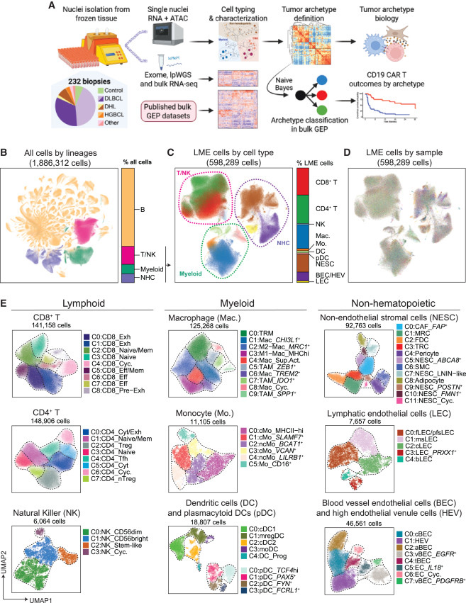 基于單細胞核多組學(xué)分析的研究設(shè)計與細胞類型概覽
