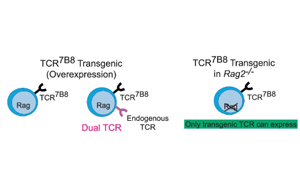 腸道炎癥通過菌群特異性CD4+ T細(xì)胞介導(dǎo)神經(jīng)炎癥的機(jī)制研究