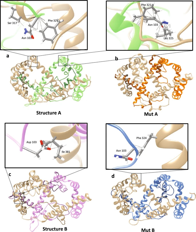  N103D突變對L-HBsAg大蛋白二聚作用的影響