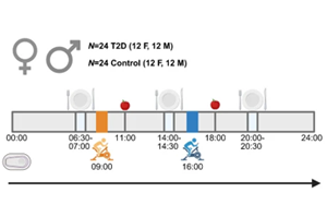 晨練與午練對2型糖尿病患者血糖和炎癥標(biāo)志物的差異化影響：一項(xiàng)隨機(jī)交叉試驗(yàn)研究
