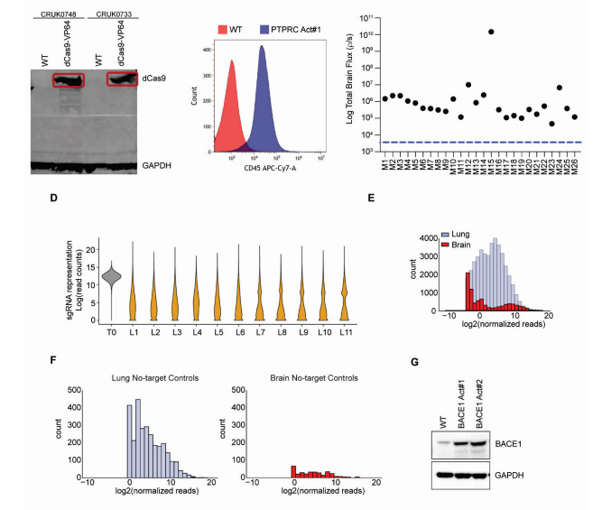 體內CRISPR激活篩選發現BACE1驅動肺腺癌腦轉移