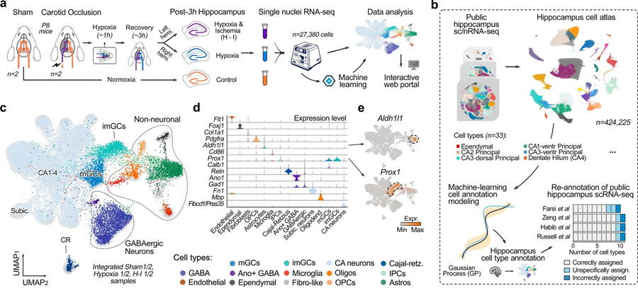 通過機(jī)器學(xué)習(xí)生成用于精確細(xì)胞類型注釋的綜合海馬圖譜