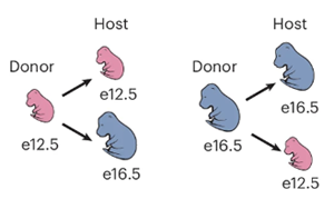 小鼠GABA能神經元發育中前體細胞成熟能力的時序調控機制解析