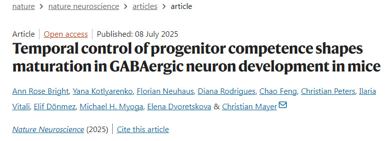 時序調控祖細胞潛能決定小鼠GABA能神經元發育的成熟過程