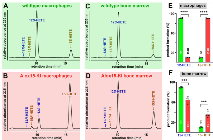 Leu353Phe突變使人源化小鼠Alox15從12-脂氧合酶轉變為15-脂氧合酶