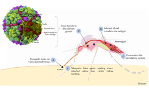 西寶高品質抗原抗體，精準助力基孔肯雅熱檢測