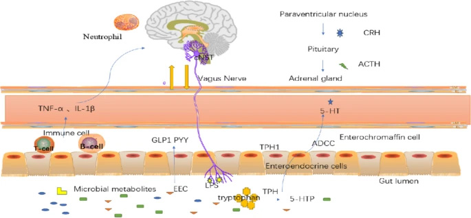 研究構想：腸腦軸中雙向通訊的作用機制