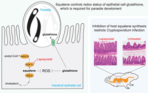 揭示宿主膽固醇代謝通路中角鯊烯調控隱孢子蟲生存的關鍵機制及其治療潛力