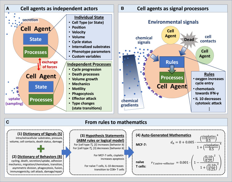 人類可讀語法編碼實現(xiàn)多細胞系統(tǒng)生物學(xué)模型以普及虛擬細胞實驗室 人類可讀語法編碼實現(xiàn)多細胞系統(tǒng)生物學(xué)模型以普及虛擬細胞實驗室