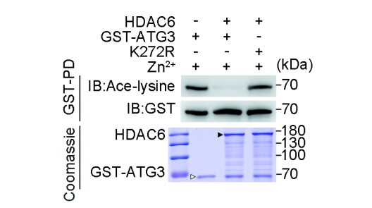 在缺乏持續抗原刺激的條件下，PD-1仍持續表達于小鼠和人類CD8+組織駐留記憶T細胞表面