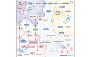 免疫細(xì)胞重編程中的代謝檢查點：通過免疫代謝重定向?qū)崿F(xiàn)癌癥治療