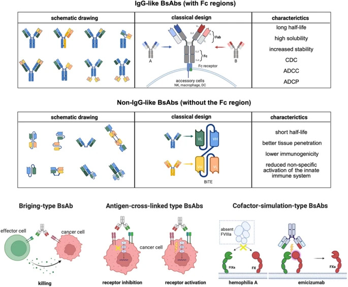 雙特異性抗體的分類與作用機制