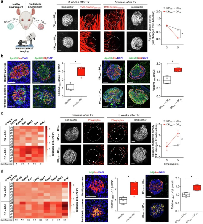 健康胰島移植至糖尿病前期環境及反向移植的效應