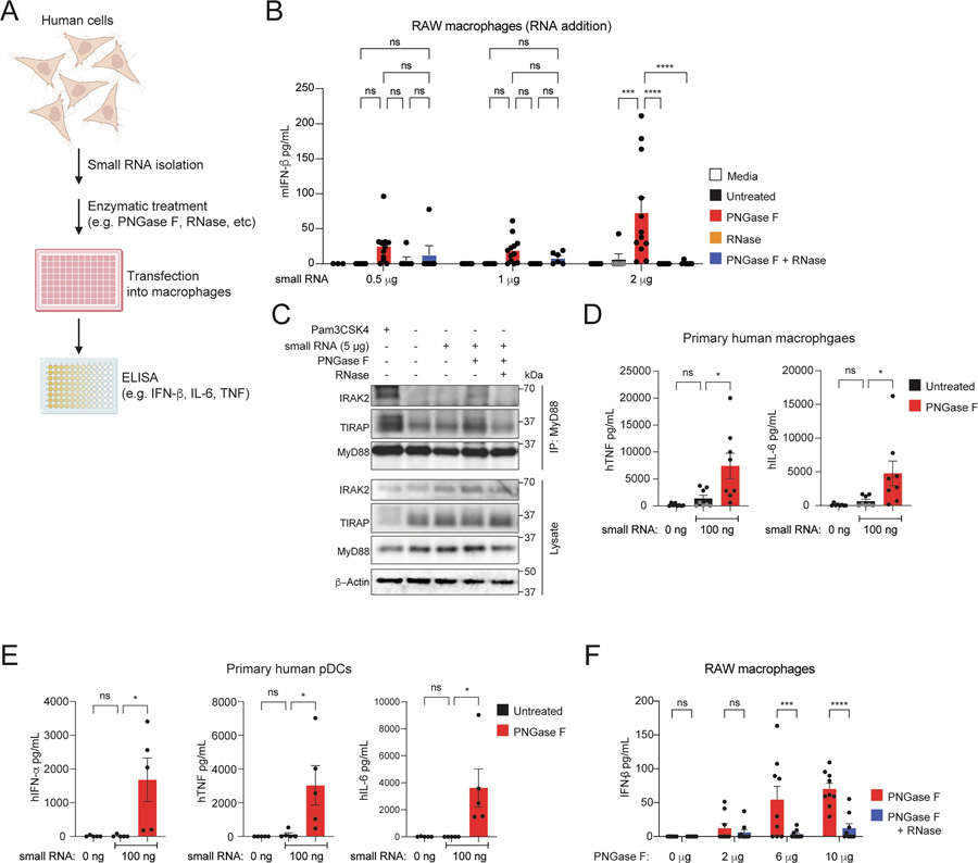 N-聚糖屏蔽小RNA，使其免受先天免疫識別
