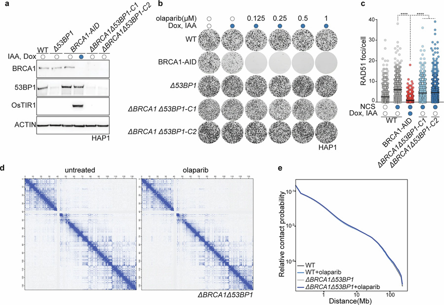 HAP1 delta-BRCA1delta-53BP1細胞具有PARP抑制劑耐藥性，且PARPi處理不改變整體染色質構象

