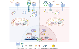 靶向轉鐵蛋白受體（TFRC）的巴伐查爾酮通過鐵代謝調控逆轉膀胱癌吉西他濱耐藥