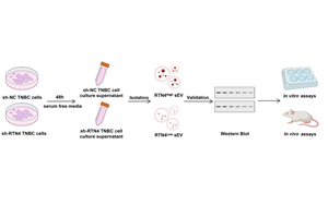 靶向小細胞外囊泡中網狀蛋白4(RTN4)抑制三陰性乳腺癌轉移并增強免疫治療效果的機制研究