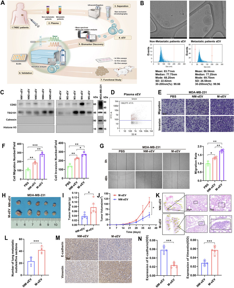 M-TNBC來源的sEV促進了TNBC的遷移、侵襲和轉移
M-TNBC來源的sEV促進了TNBC的遷移、侵襲和轉移